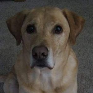 Meet your Posher, Sam-barb